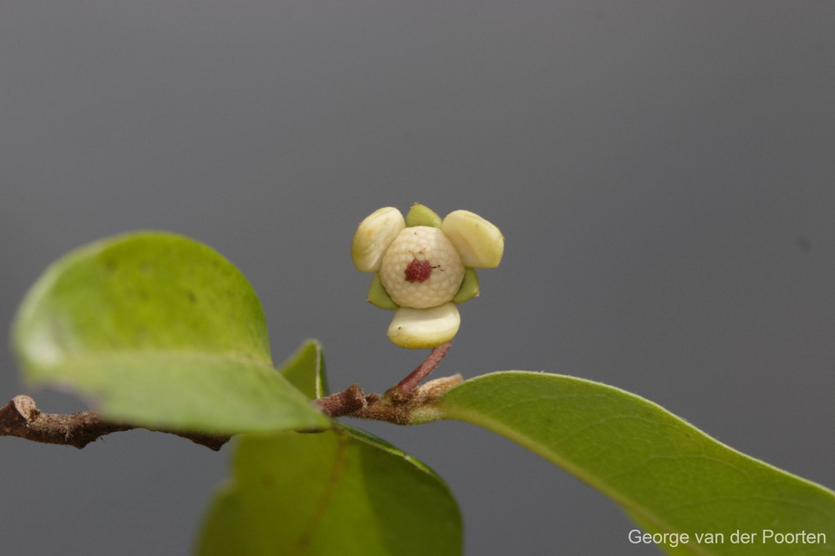 Polyalthia suberosa (Roxb.) Thwaites